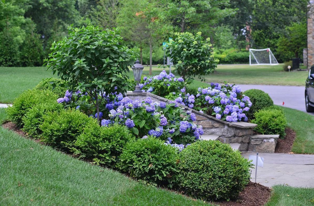 Lush garden bed with blue hydrangeas, green shrubs, and a stone wall in front of a house.