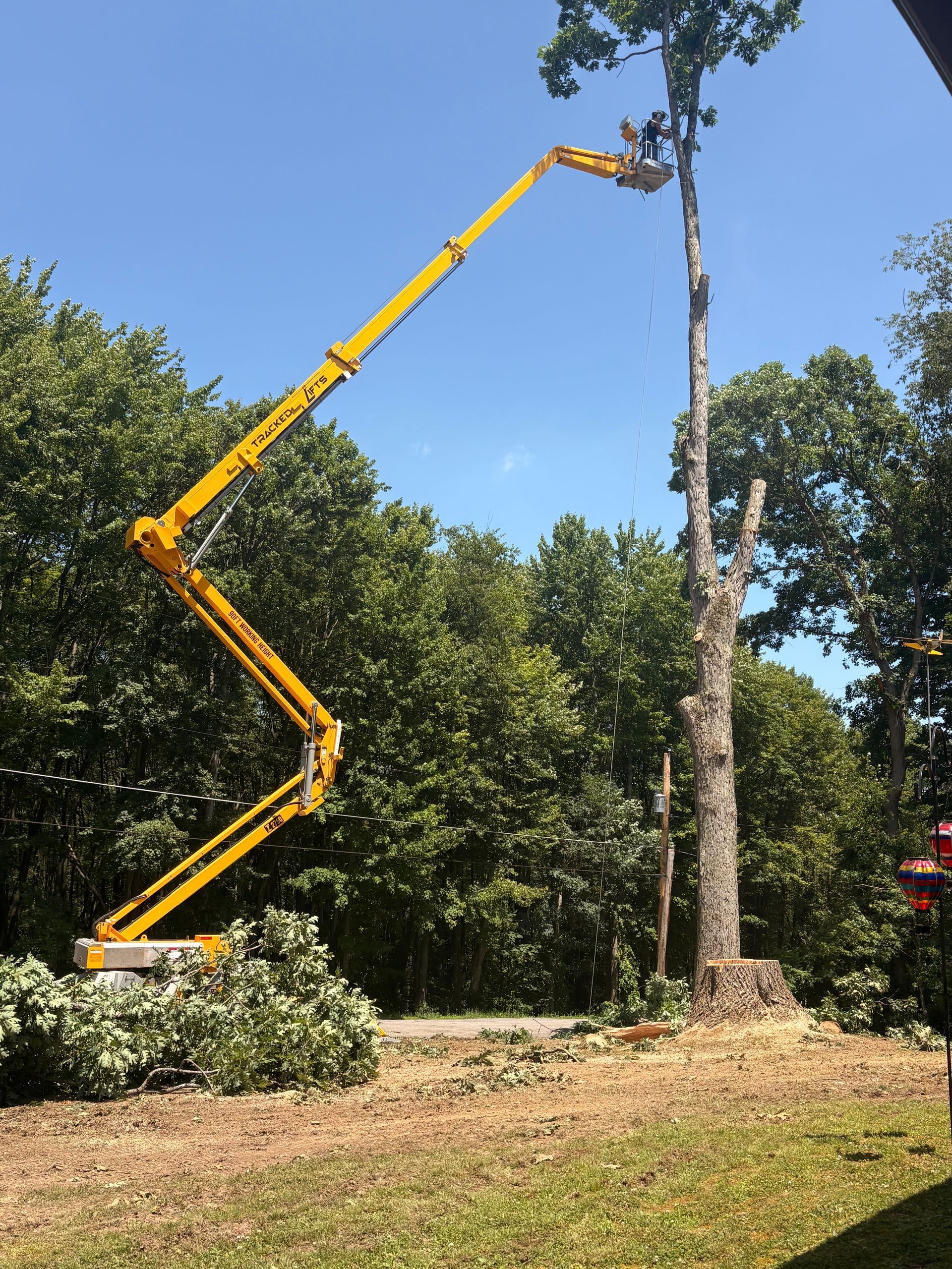 Yellow boom lift trims a tall tree in a sunny yard.