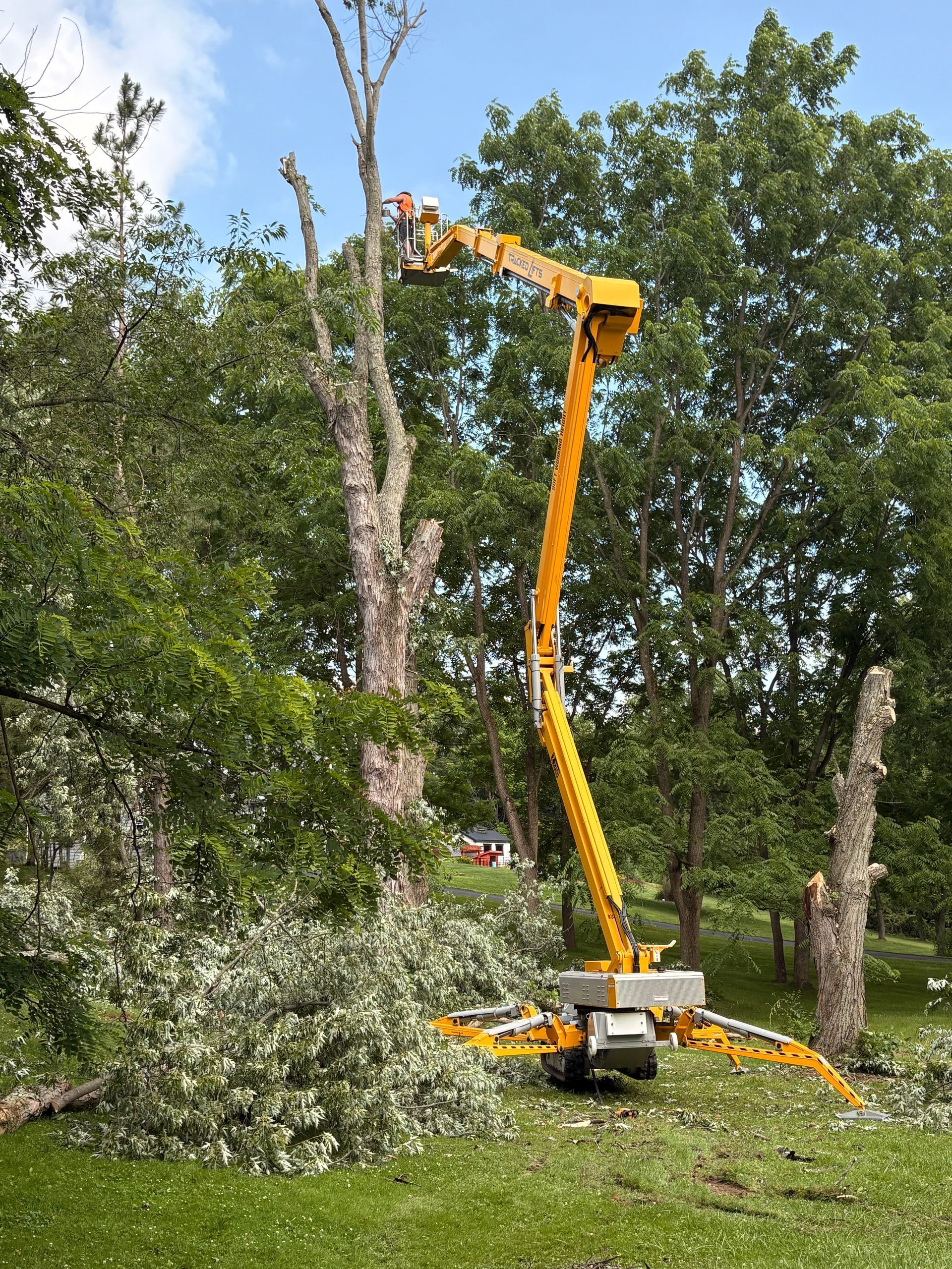 Yellow tree-trimming lift beside tall trees, cutting branches in a green wooded area