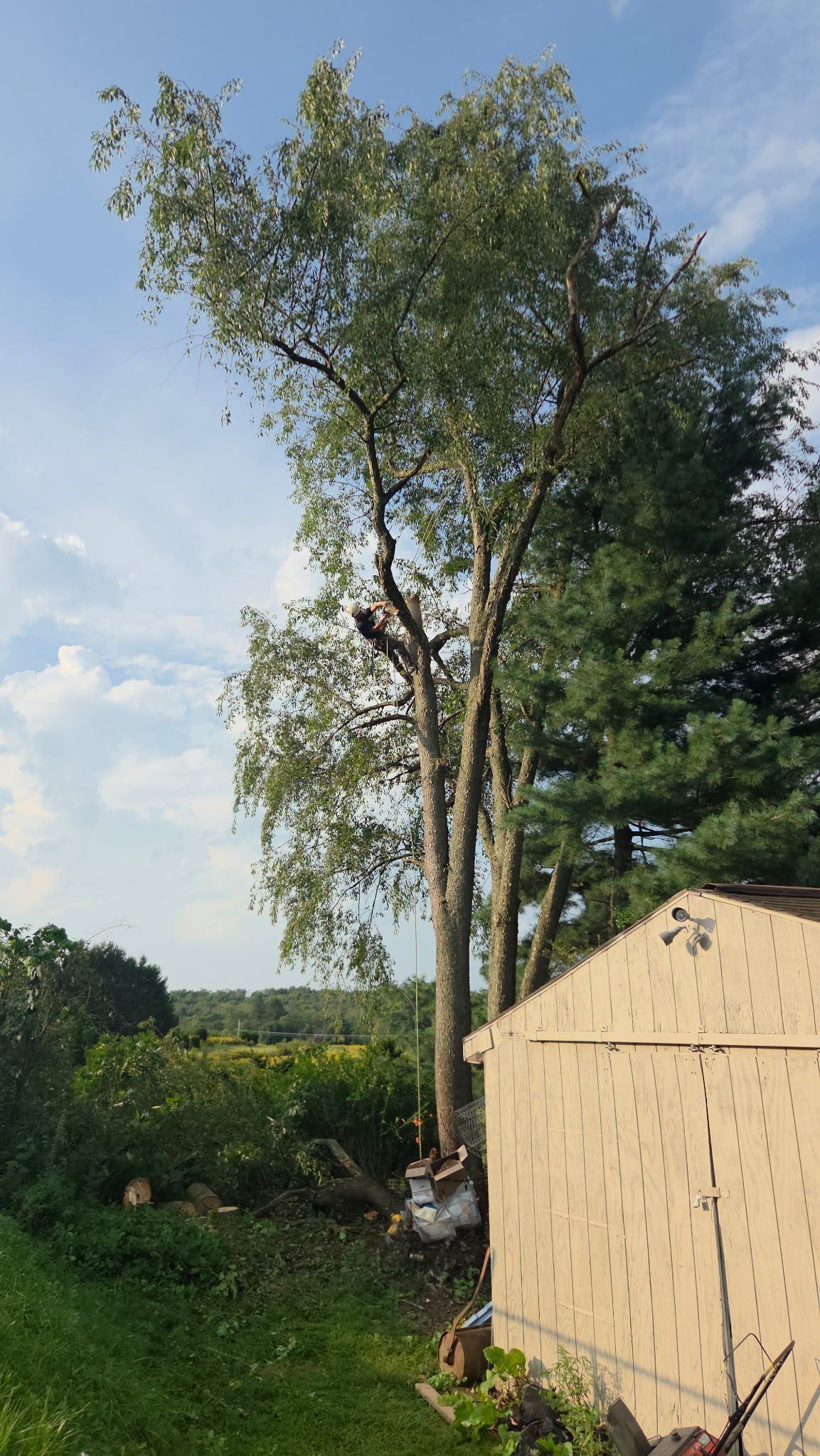 Tall trees beside a small beige shed in a grassy rural field under a partly cloudy sky