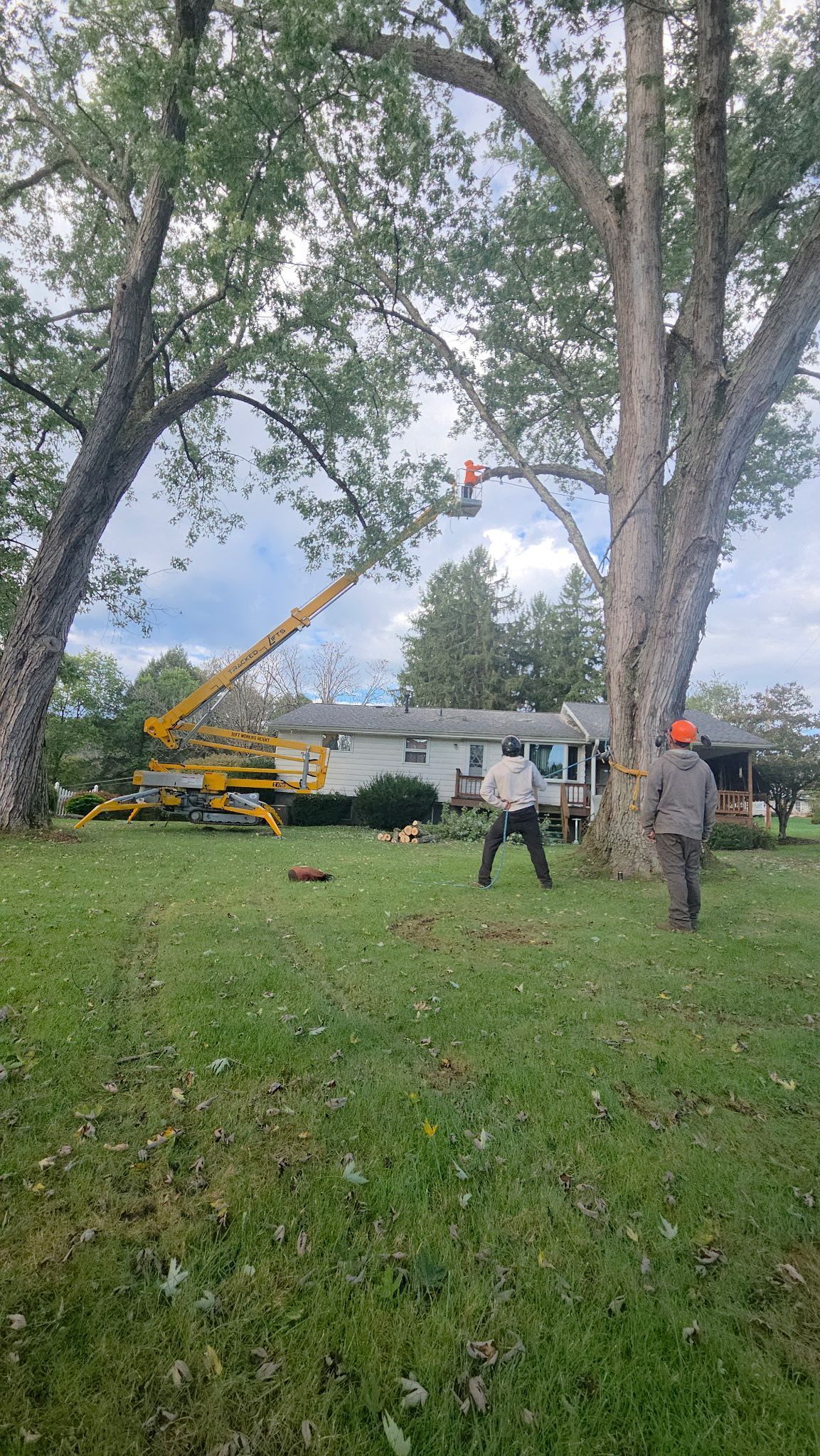 Yellow crane lifting a tree in a grassy yard beside a white house, framed by tall trees