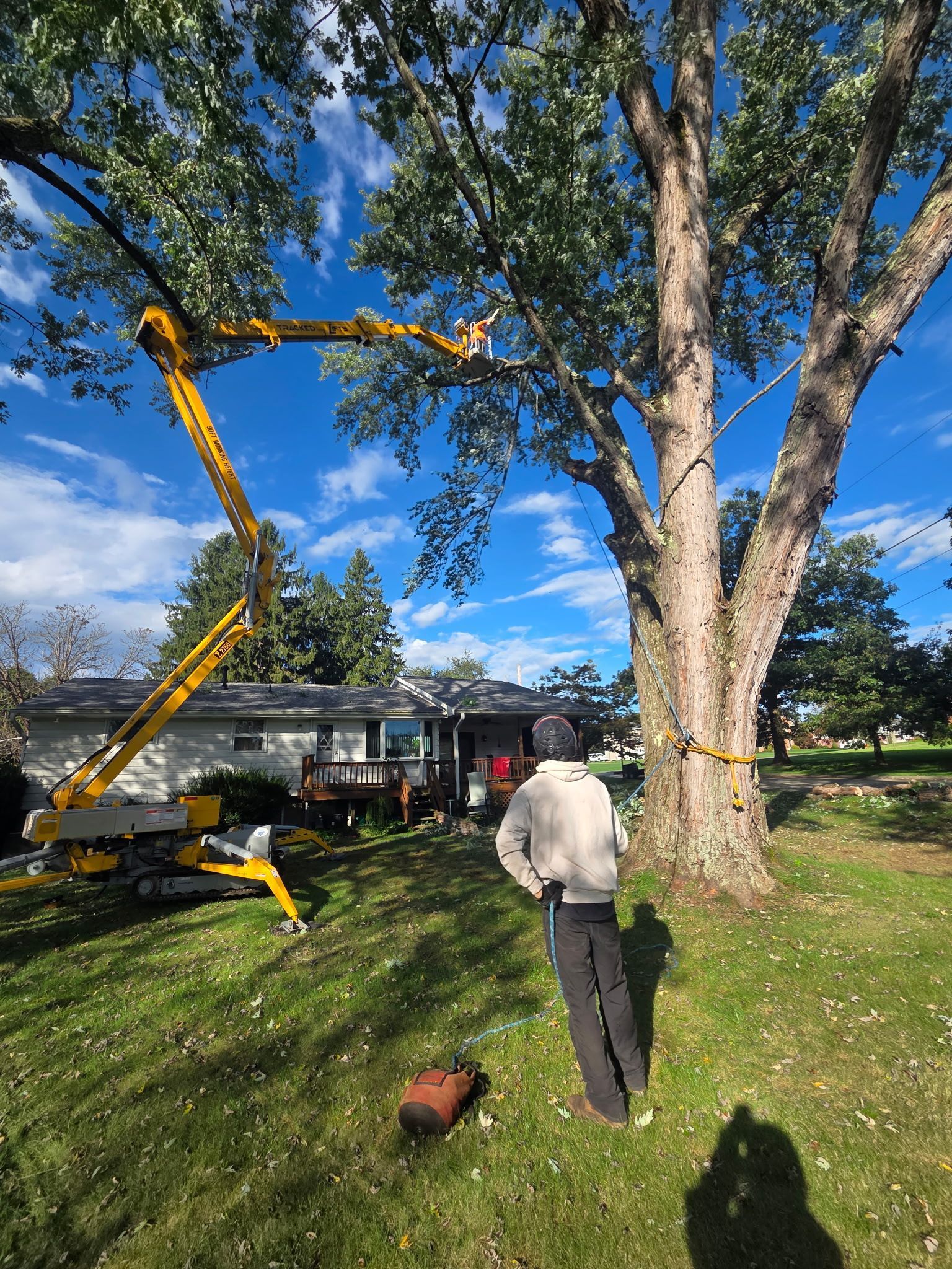 Tree-trimming crew using a yellow lift beside a large tree in a sunny yard near a house
