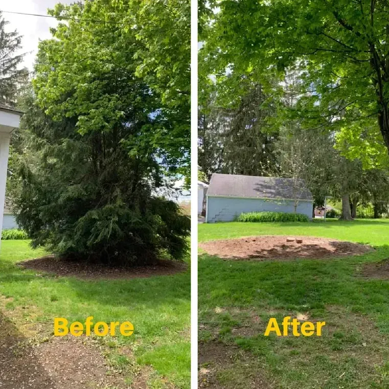 Before and after view: A large tree removed from a yard, leaving a grassy area.