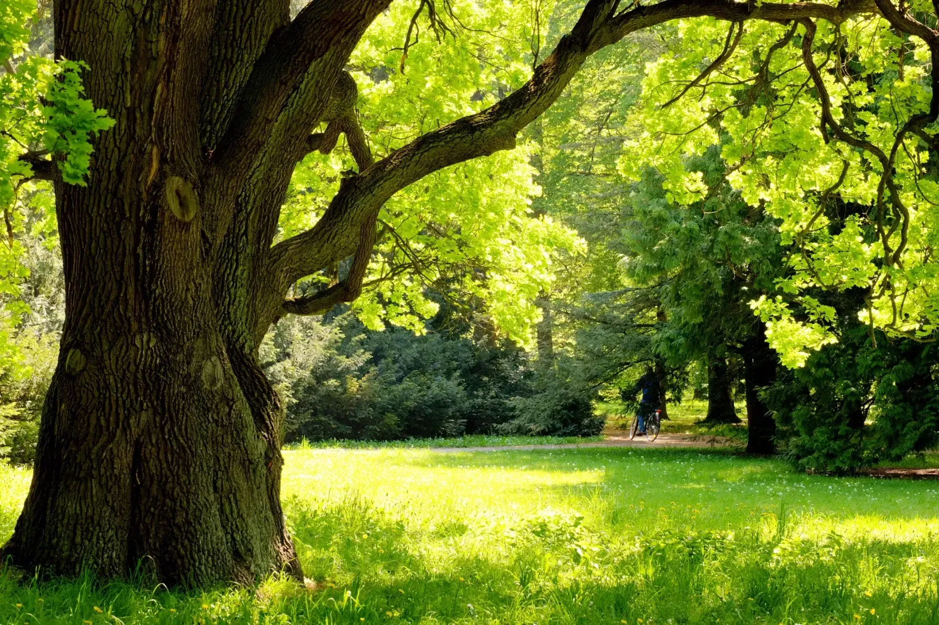 Large tree in a sunny park with green grass and bright leaves.