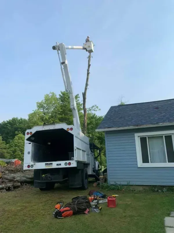 A tree service truck with its boom extended toward a tree being trimmed next to a blue house.