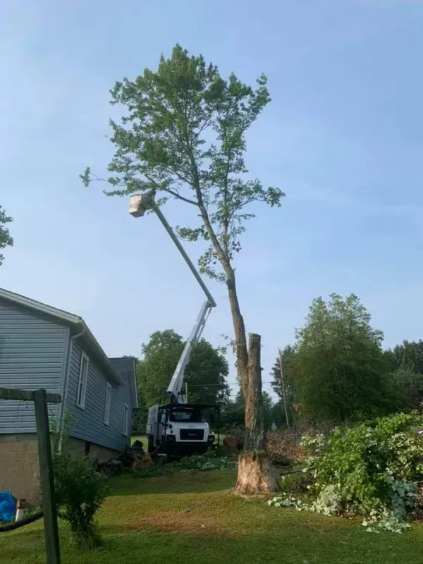 Tree being trimmed by a worker in a lift truck; near a house and garden.