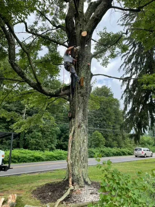 Arborist in a tree, cutting a branch near a road on a cloudy day.