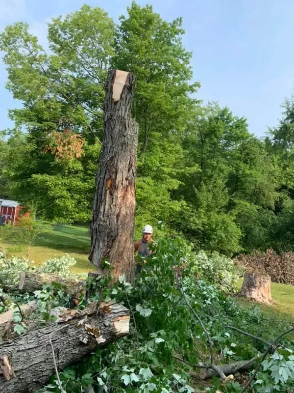 Man near a tree stump with cut branches on the ground. Outdoors with green trees and grass.
