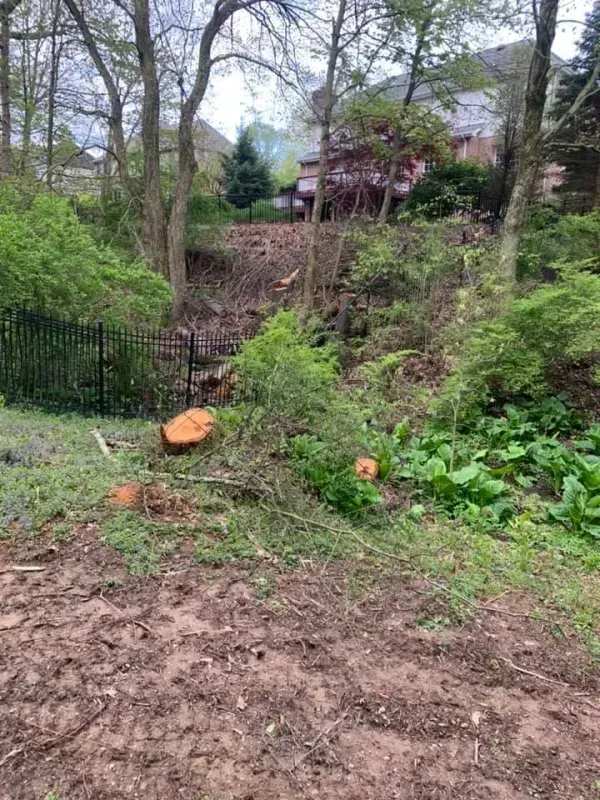 Muddy ground, cut tree stumps, and overgrown vegetation in front of a hillside with houses and trees in the background.