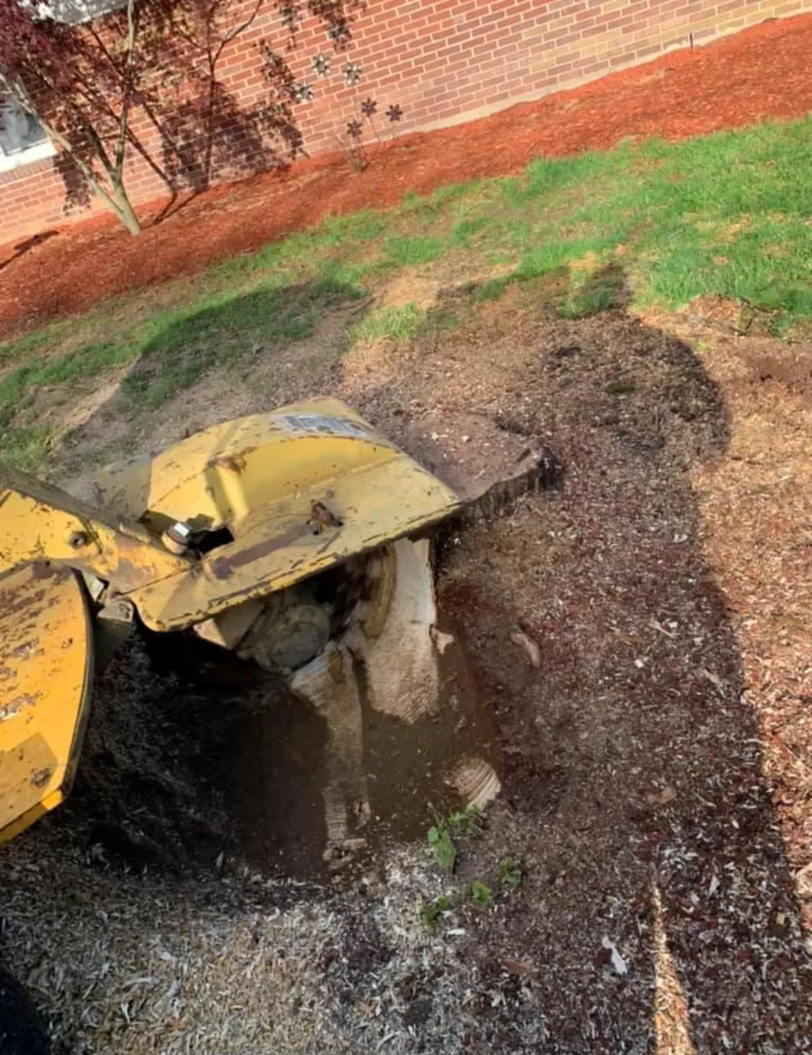 A yellow stump grinder grinding wood on a mulch bed next to a brick building and grass.
