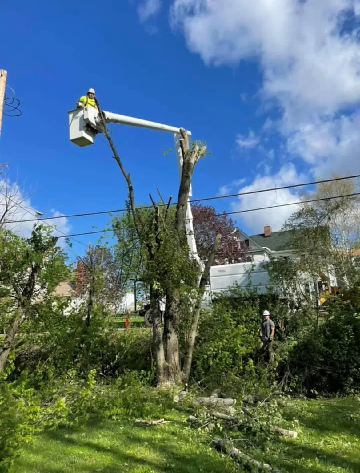 Tree trimming: a worker in a lift bucket cuts a tree, debris on the ground, sunny day.