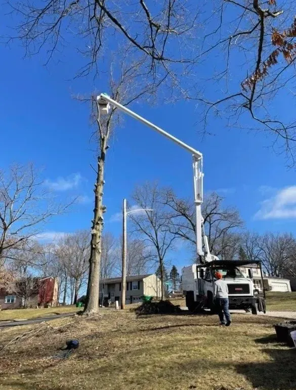 Tree being trimmed by a worker in a truck-mounted lift against a blue sky.