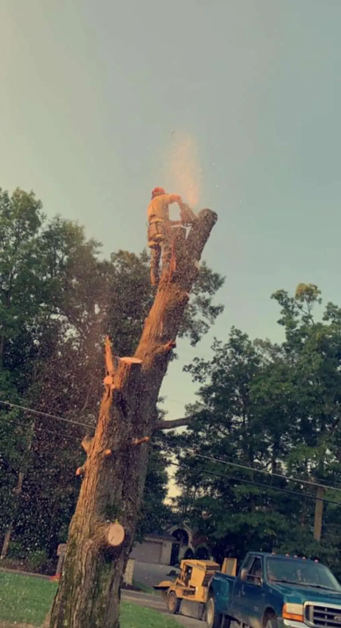 Person on a tall tree trunk sawing off the top, sawdust flying; trees and sky in the background.