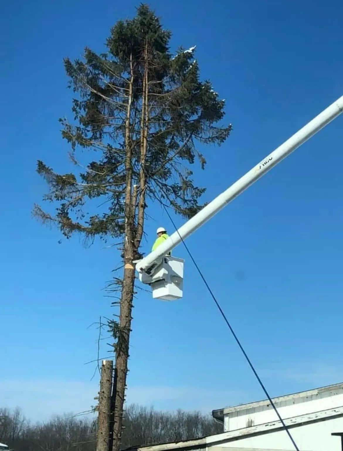 Man in bucket truck trimming tall tree against a blue sky.