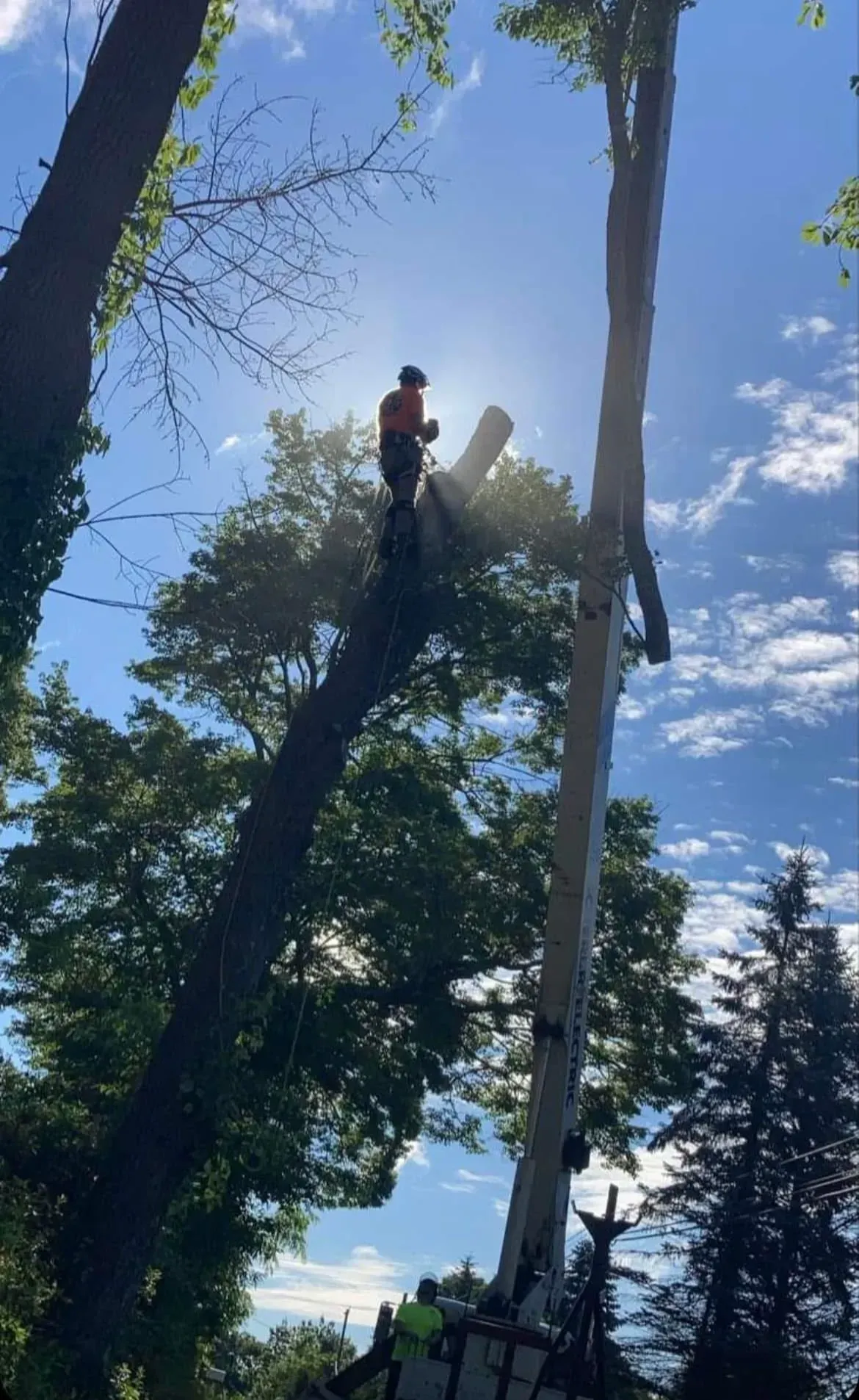 A tree service worker atop a tall tree, cutting branches under a sunny sky.