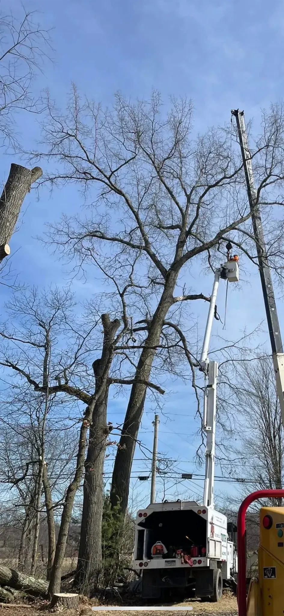 Tree being trimmed with a truck-mounted lift against a blue sky.