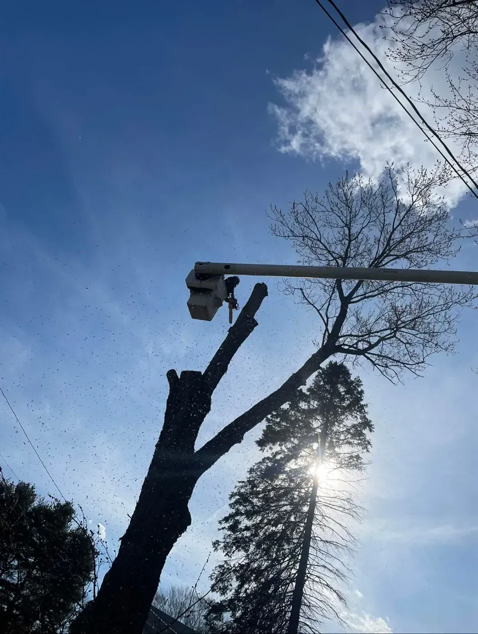 Tree being trimmed near a traffic light; bright sun in blue sky.