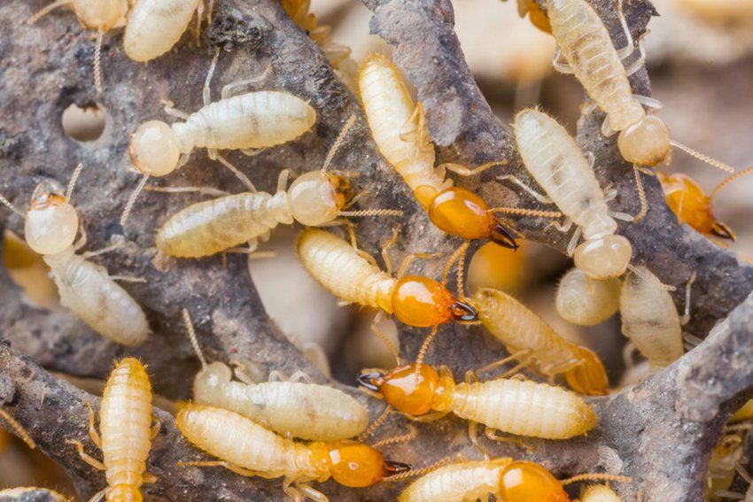 Learn more about Termites Termite