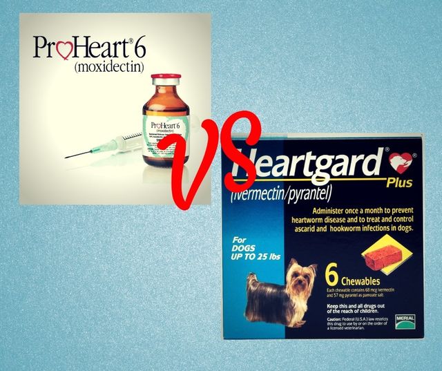 proheart for heartworm positive dogs