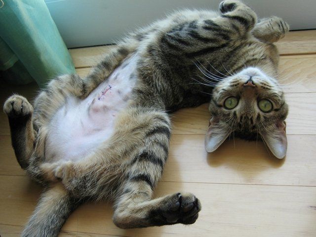 what does a spayed cat look like