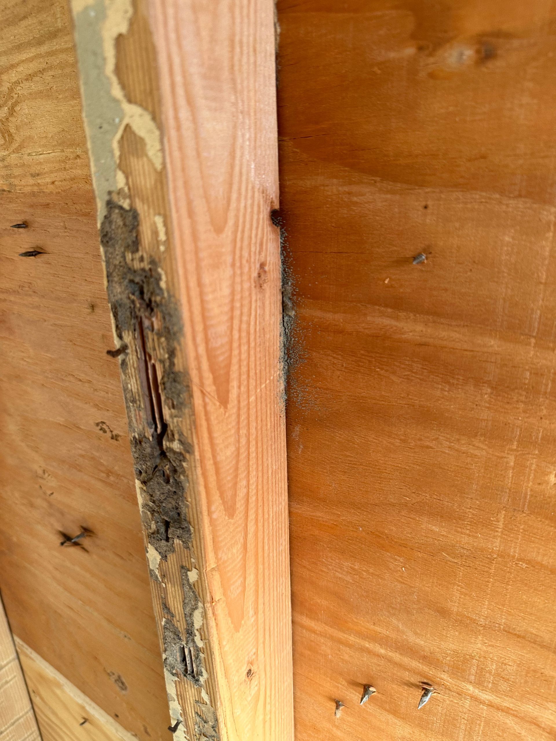 A wooden wall stud showing significant water damage, decay, and dirt accumulation along its edge against plywood panels.