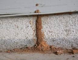 A termite mud tube climbing a concrete foundation wall toward the wooden siding of a house.