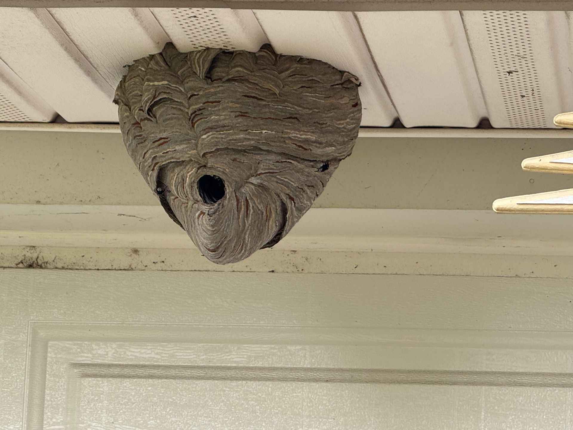 A gray, paper-like bald-faced hornet nest attached to the white siding under the eaves of a building.
