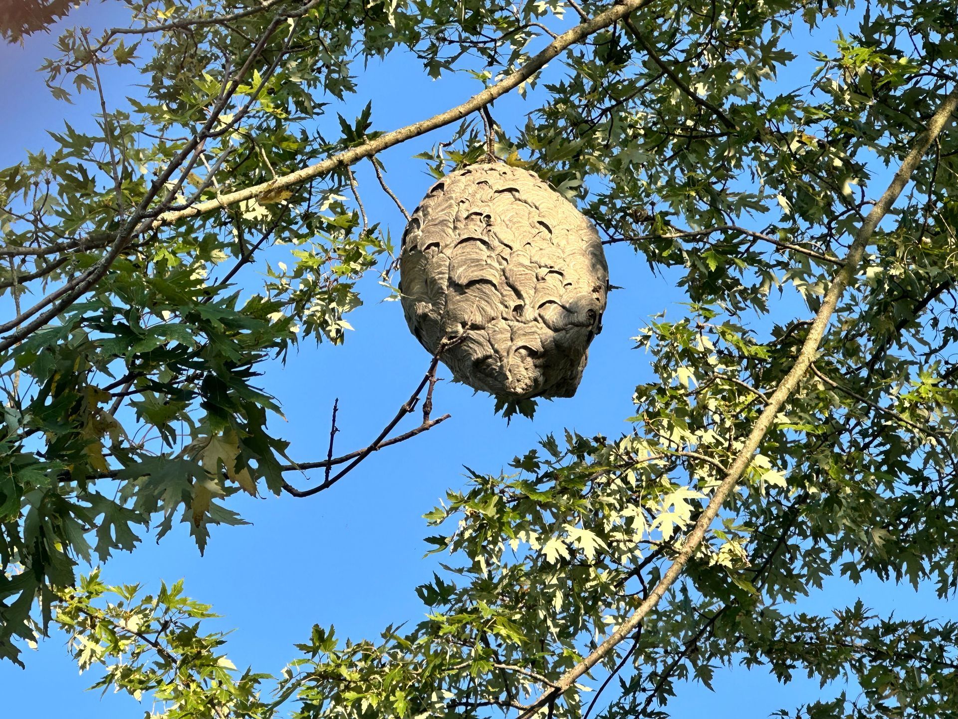 A large, grayish-brown, paper-like hornet's nest hanging from a tree branch against a bright blue sky.