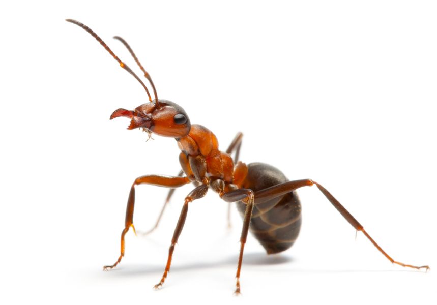 A side view of a reddish-brown ant with long antennae and distinct mandibles, isolated against a white background.
