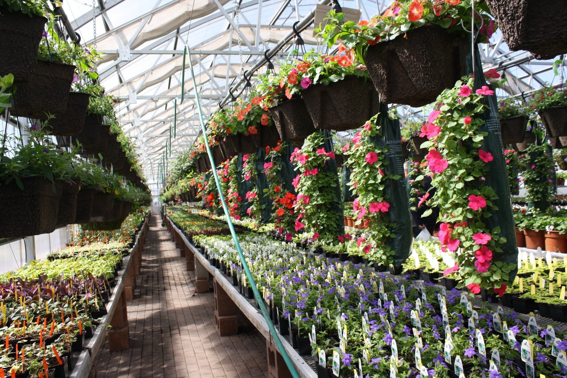 Different kinds of flowers