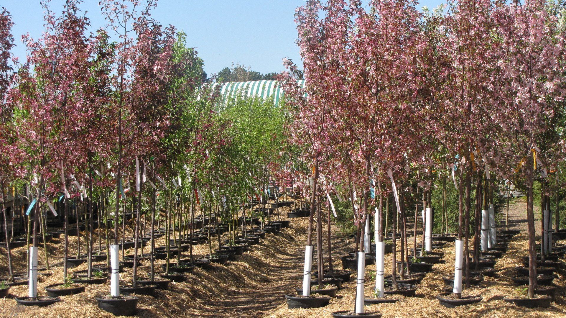 Different kinds of trees