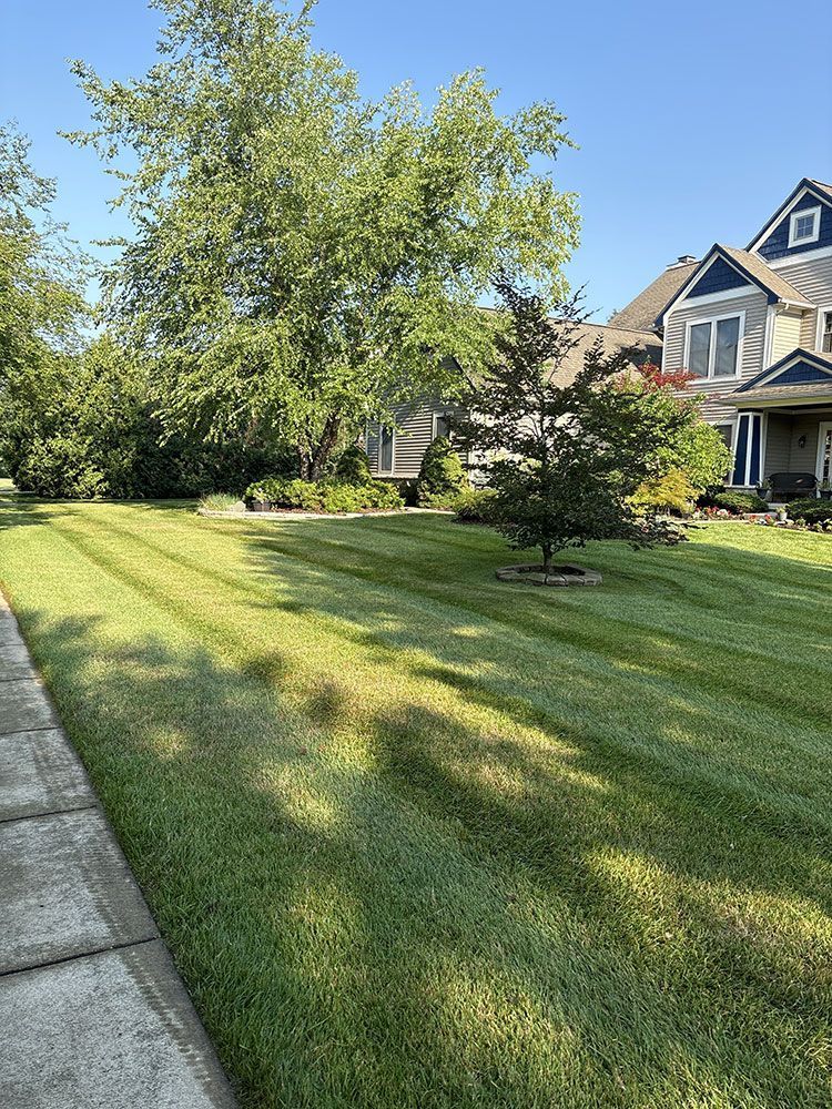 Suburban front yard with a large tree, green lawn, and a house beside a sidewalk in sunlight