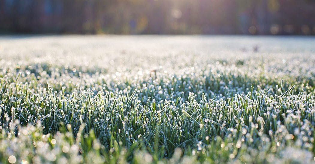 Sunlit frosty grass field with sparkling white dew and a blurred tree line in the background