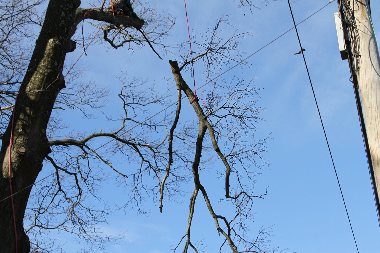 Tree Removal Cheap Charlie's Tree Service East Islip, NY