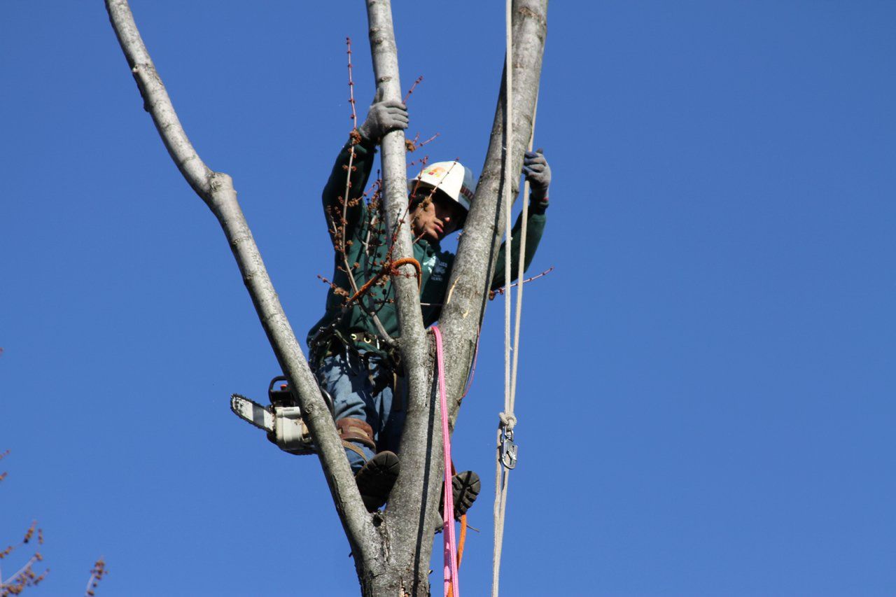 Gallery Cheap Charlie's Tree Service