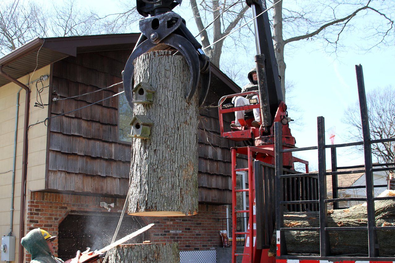 Gallery Cheap Charlie's Tree Service