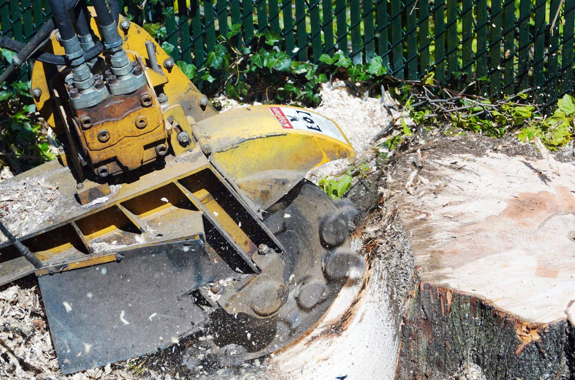 Tree Removal Cheap Charlie's Tree Service East Islip, NY