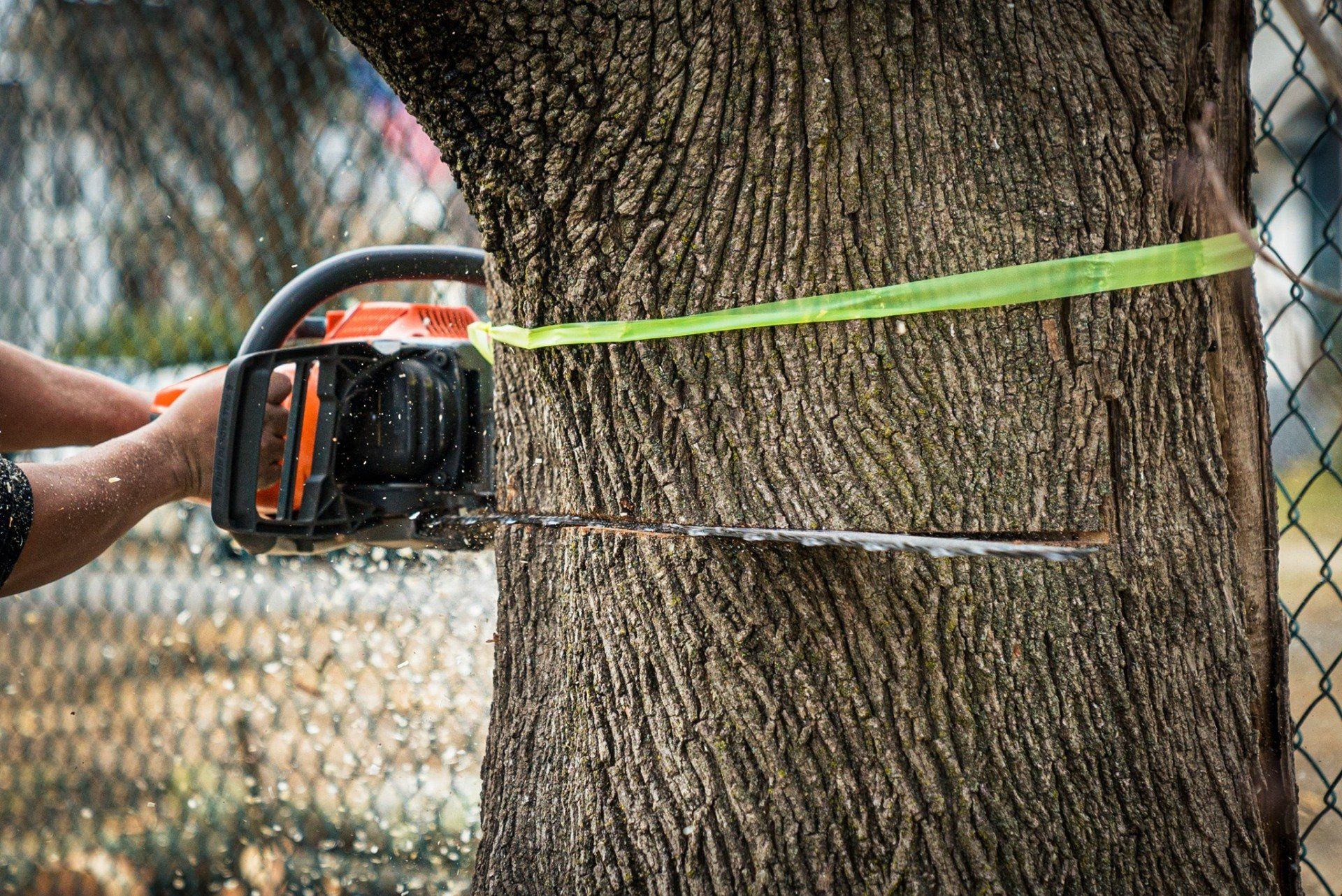 Tree Removal Cheap Charlie's Tree Service East Islip, NY