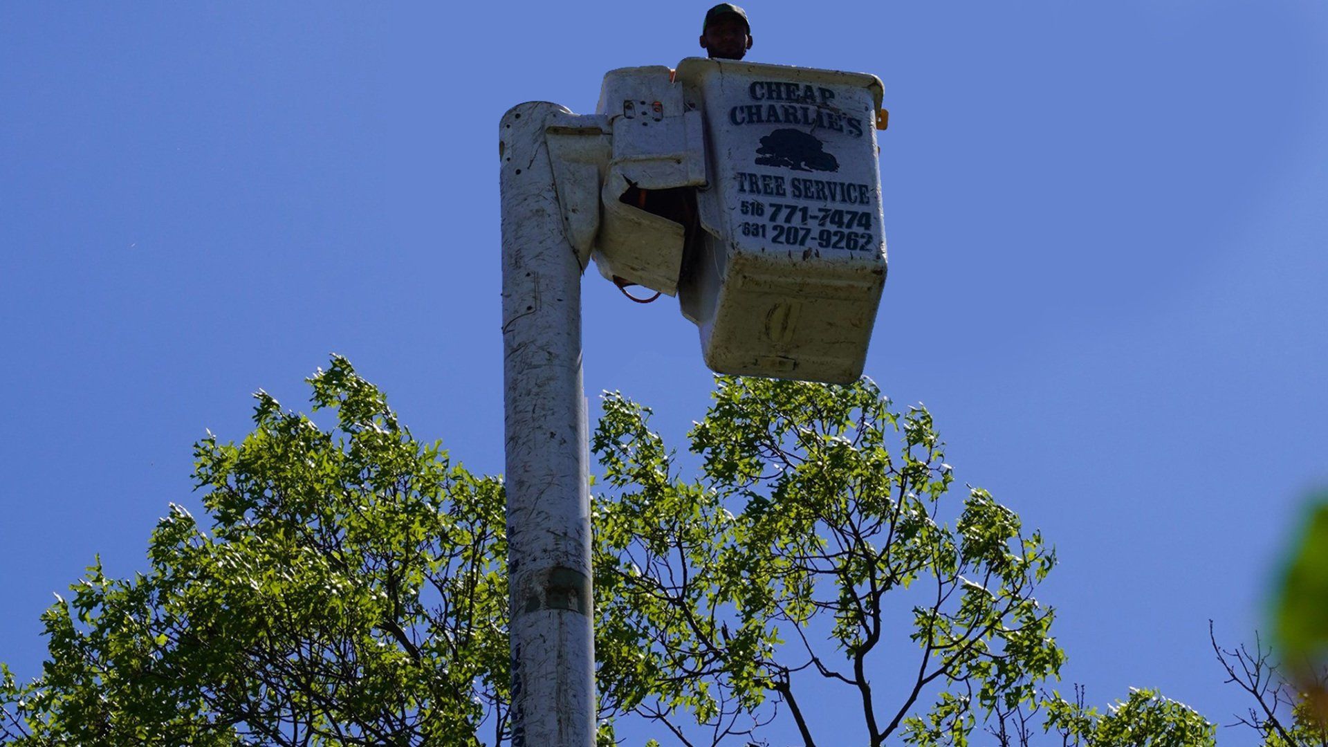 Tree Removal Cheap Charlie's Tree Service East Islip, NY