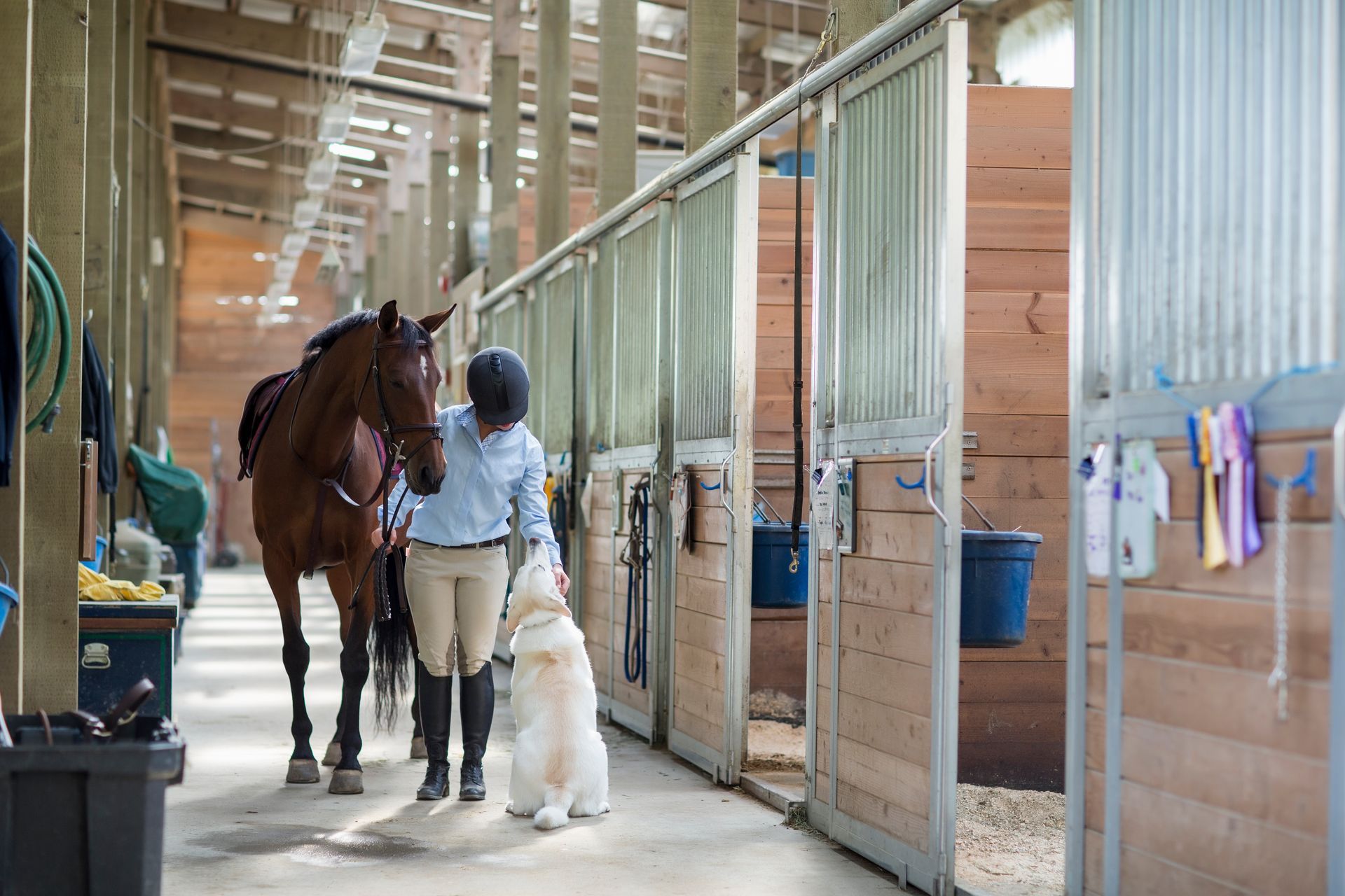 A woman is walking a horse and a dog in a stable