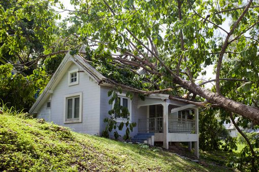 Small white cottage on a grassy hillside, surrounded by leafy trees and overhanging branches.