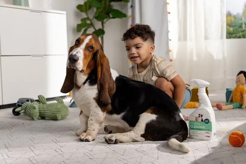 A little boy is kneeling next to a basset hound dog on the floor.