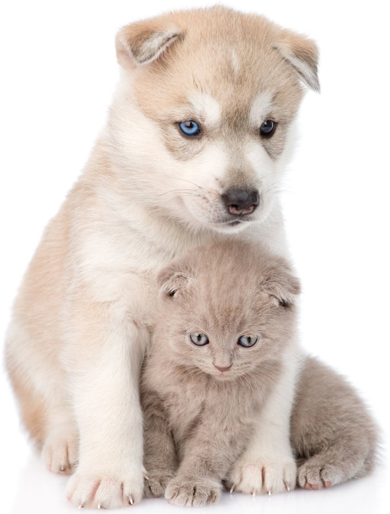 Puppy and kitten