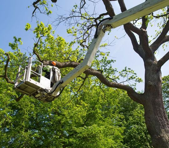 A man in a bucket is cutting a tree branch