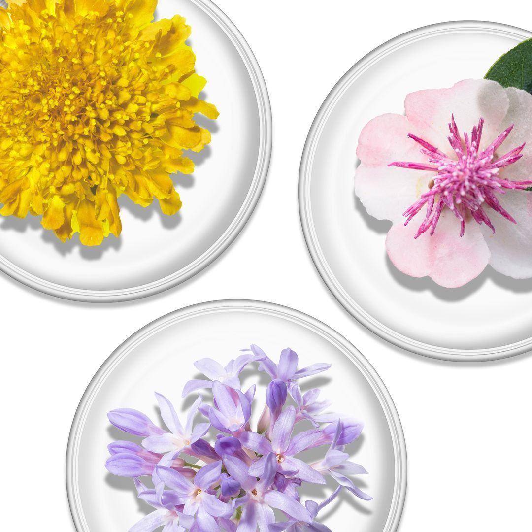 Three flowers in petri dishes: yellow daisy, pink blossom, and purple flowers.