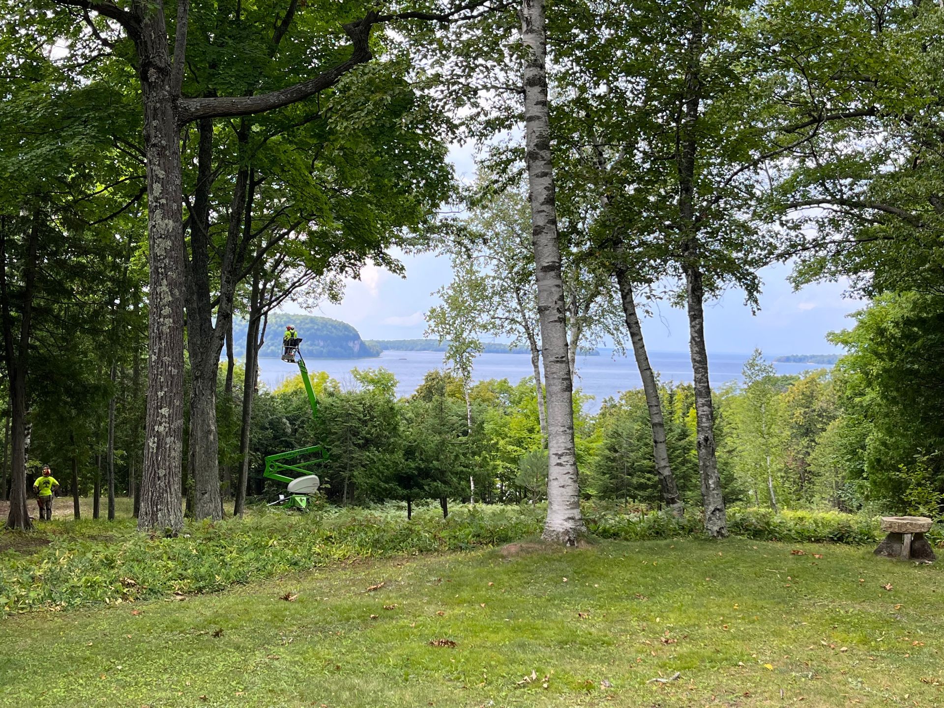 Wooded park clearing with grass, birch trees, and a lake in the distance.