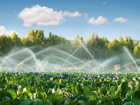 cabbage farm irrigation and sprinkler system