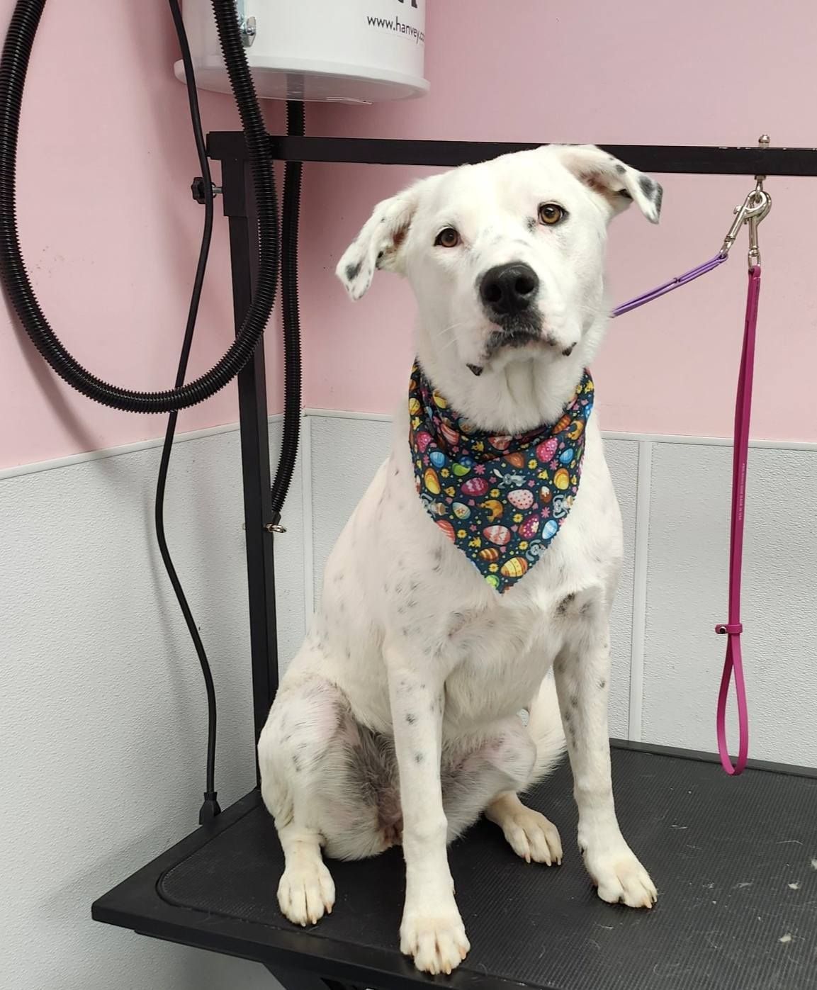 A white dog wearing a bandana is sitting on a grooming table