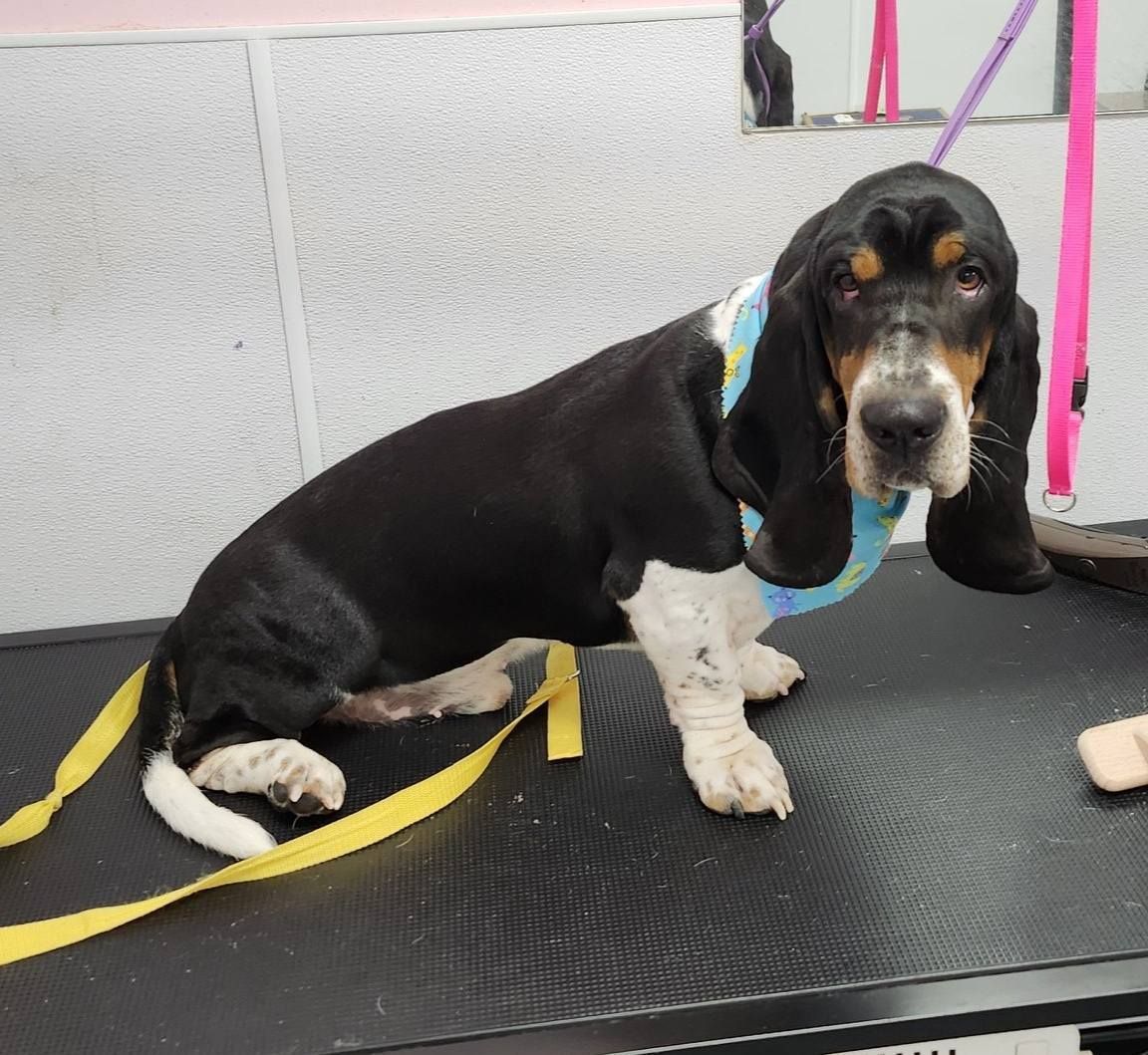 A basset hound is sitting on a grooming table