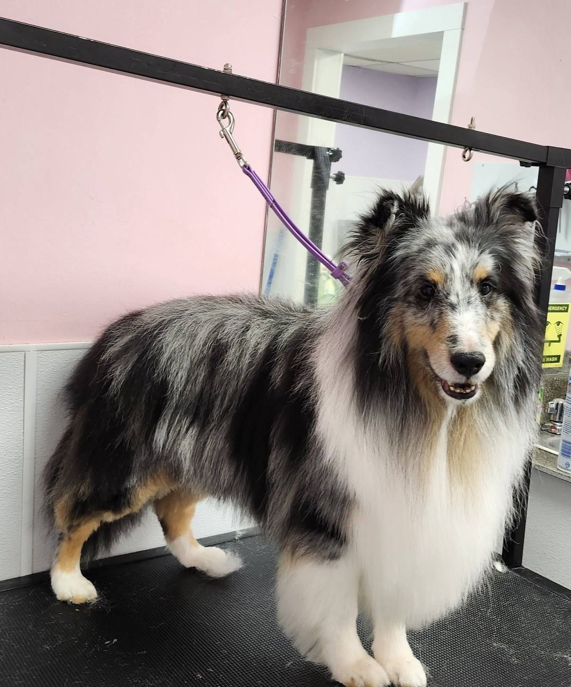A shetland sheepdog is standing on a grooming table.